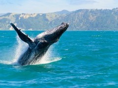 Humpback whale in New Zealand