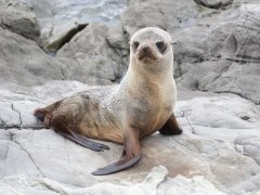 New Zealand fur seal