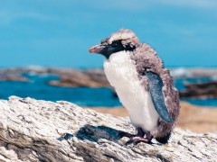 Yellow-eyed penguin in New Zealand