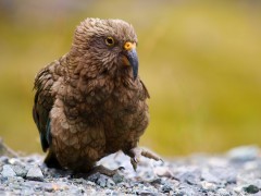 Kea in New Zealand