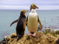 Yellow-eyed penguin in New Zealand