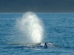 Sperm whale in New Zealand