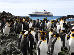 Heritage adventurer and king penguins.