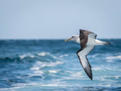 Buller's albatross in The Snares Island, New Zealand
