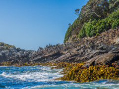 Crested penguin colony in The Snares Island, New Zealand
