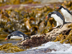 Crested penguin in The Snares Island, New Zealand