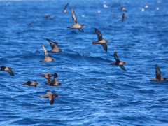 Sooty shearwater flock in The Snares Island, New Zealand