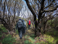 Bird watching walk on the Subantarctic Islands. 
