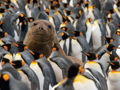 Elephant seal and king penguins.