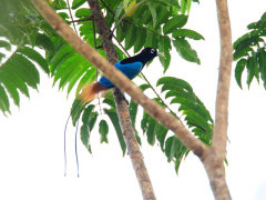 Blue bird of paradise in Papua New Guinea