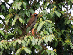 Brown sicklebill in Papua New Guinea