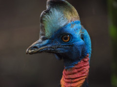 Southern cassowary in Papua New Guinea