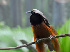 Greater bird of paradise in Papua New Guinea
