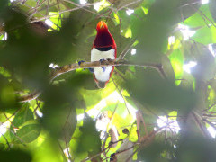 King bird of paradise in Papua New Guinea