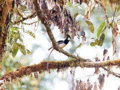 King of Saxony bird of paradise in Papua New Guinea