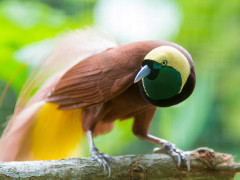 Lesser bird of paradise in Papua New Guinea