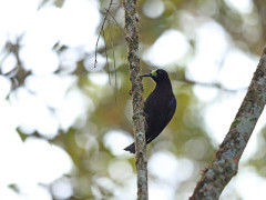 Short-tailed paradigalla in Papua New Guinea.