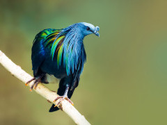Nicobar pigeon in Papua New Guinea