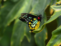 Queen Alexandra birdwing butterfly in Papua New Guinea.