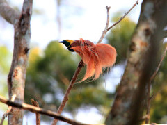 Raggiana bird of paradise in Papua New Guinea