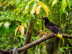 12-wired bird of paradise in Papua New Guinea