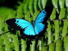 Blue Ulysses swallowtail butterfly in Papua New Guinea