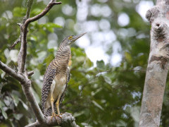 Forest bittern in Papua New Guinea
