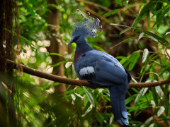 Victoria crowned pigeon in Papua New Guinea