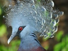 Victoria crowned pigeon in Papua New Guinea