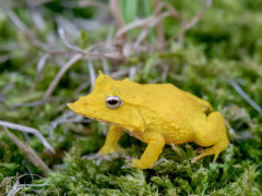 Solomon Islands leaf frog