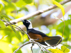 White-capped monarch in the Solomon Islands