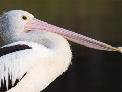 Australian pelican