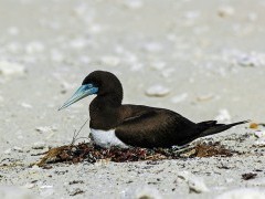 Brown booby in the Lacepede Islands, Australia