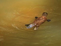 Platypus in Australia.