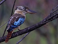 Blue-winged kookaburra in Kakadu National Park, Australia