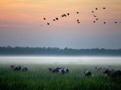 Buffalo in Bamurru Plains, Australia.