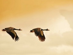 Magpie geese in Bamurra Plains, Australia.