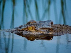 Crocodile in Australia