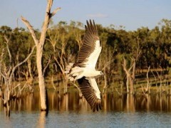 White-bellied sea eagle in Queensland, Australia.