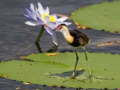 Jacana on a lily pad in Queensland, Australia.
