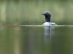 Black-throated diver
