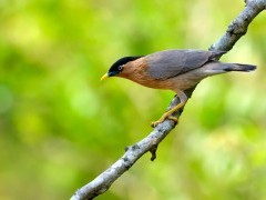 Brahminy starling
