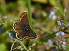 Brown argus butterfly