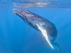 A humpback whale on Silver Bank, Dominican Republic.