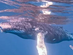 Humpback whale just under the water, on Silver Bank, Dominican Republic.