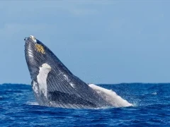 Humpback whale breaching on Silver Bank, Dominican Republic.