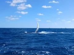A humpback whale fin slapping, on Silver Bank, Dominican Republic.