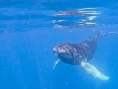 Humpback whale on Silver Bank, Dominican Republic.