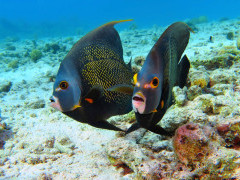 Angelfish in the Dominican Republic