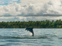 Dolphin in the Dominican Republic